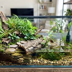 Fire-bellied toad paludarium enclosure with a land section and a filtered water section