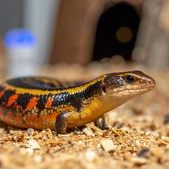 Fire skink showing its red, black, and gold banding beside enclosure setup materials