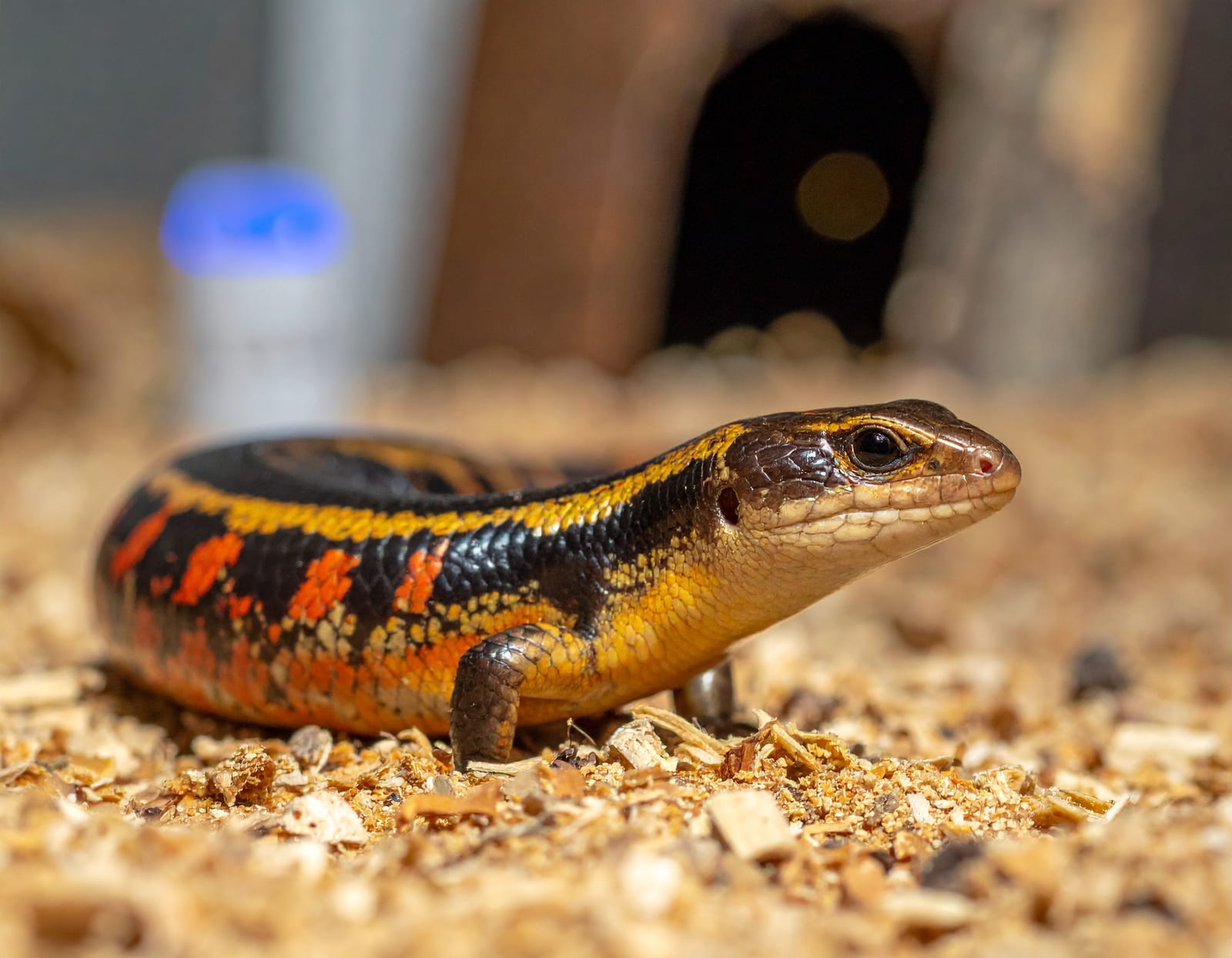 Fire skink showing its red, black, and gold banding beside enclosure setup materials