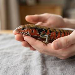 Fire skink held low over a soft surface during a gentle handling session