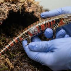Fire skink being checked for signs of retained shed near a humid hide