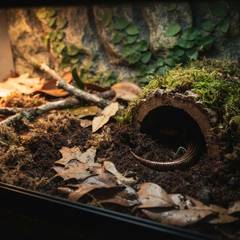 Fire skink enclosure with deep moist substrate, leaf litter, and a humid hide
