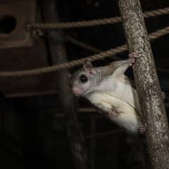A southern flying squirrel clinging to a vertical branch at the top of a tall cage at night