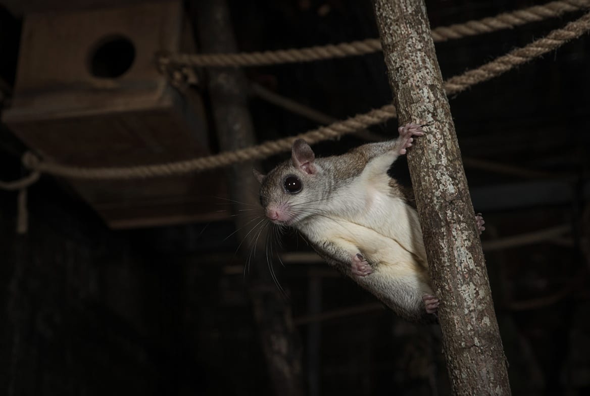 A southern flying squirrel clinging to a vertical branch at the top of a tall cage at night