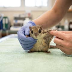 Flying squirrel undergoing a wellness check with an exotic veterinarian