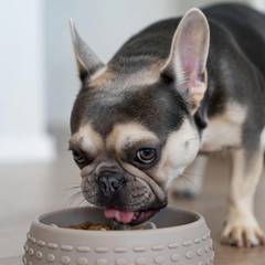 French Bulldog eating from a slow-feeder bowl