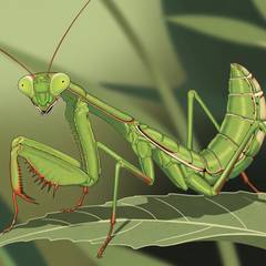 Cute illustration of a praying mantis staring out