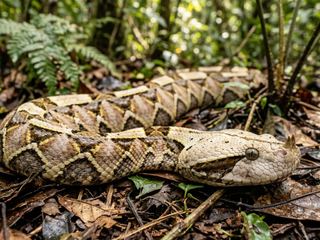 A Gaboon viper resting in rainforest leaf litter, its geometric brown and cream pattern blending into the dead leaves
