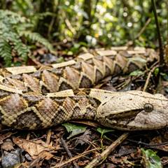 A Gaboon viper resting in rainforest leaf litter, its geometric brown and cream pattern blending into the dead leaves