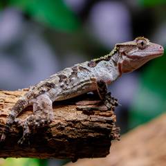 Gargoyle gecko perched on cork bark next to its price breakdown
