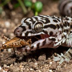 Gargoyle gecko licking powdered crested gecko diet from a feeding ledge