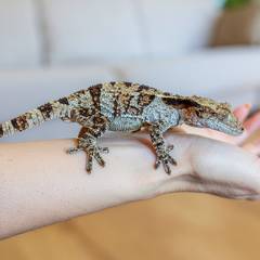 Gargoyle gecko walking onto an open hand