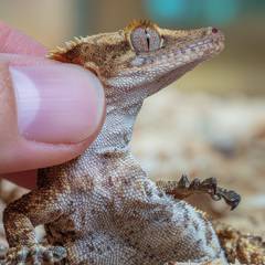 Gargoyle gecko being examined for signs of stuck shed near its toes