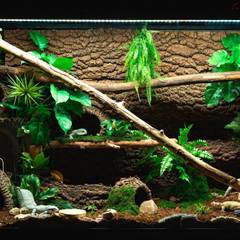 Gargoyle Gecko Tank Setup Guide