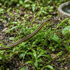 A garter snake tongue-flicking as it moves through dense low planting