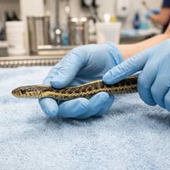 Common garter snake being examined for signs of illness