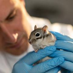 Gerbil being examined by an exotic veterinarian