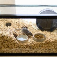 Glass gerbil tank with deep bedding showing tunnel systems, a solid wheel, and a mesh lid
