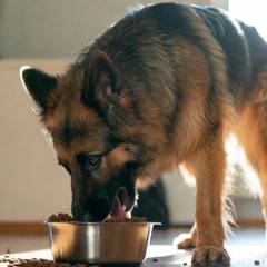 German Shepherd eating from a raised feeding bowl