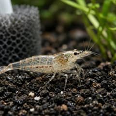 A small group of nearly transparent ghost shrimp foraging along the substrate of a planted aquarium