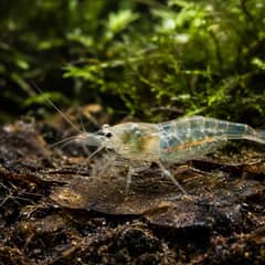 A translucent ghost shrimp picking through leaf litter on an aquarium floor
