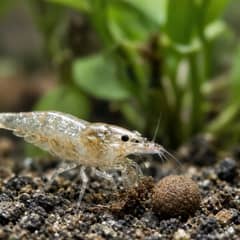 A translucent ghost shrimp picking through substrate debris in search of food