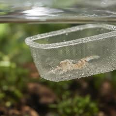 A ghost shrimp being gently transferred with a soft aquarium net during acclimation to a new tank