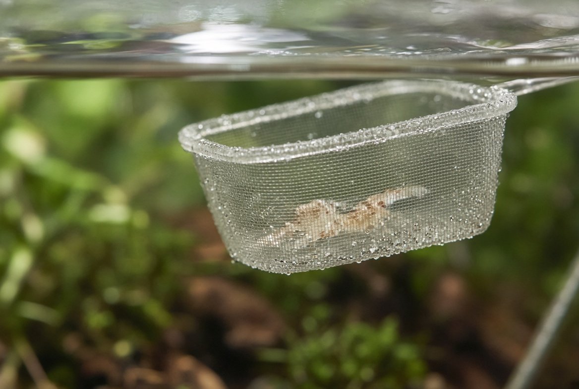 A ghost shrimp being gently transferred with a soft aquarium net during acclimation to a new tank