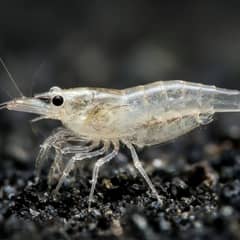 A close-up of a healthy, nearly transparent ghost shrimp resting on a leaf in a well-maintained aquarium