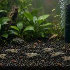 A planted ghost shrimp aquarium with dark substrate, driftwood, and dense hiding cover