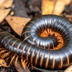 Giant African millipede curled on organic leaf litter substrate beside its enclosure setup