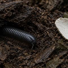 A giant millipede half buried in deep leaf litter and decaying wood substrate