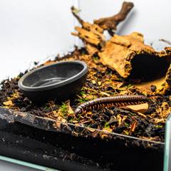 Giant African millipede burrowing through deep organic leaf litter substrate in its enclosure