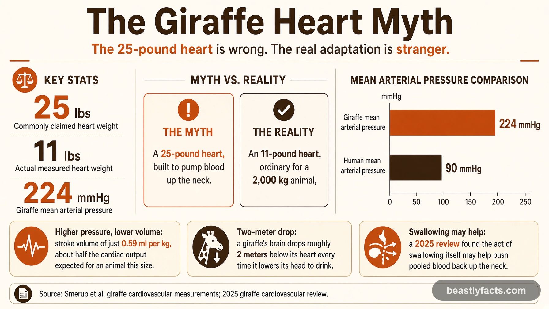 Giraffe Heart Myth infographic comparing the commonly claimed 25 pound heart to the actual measured 11 pound heart, with a bar chart showing giraffe blood pressure at 224 mmHg versus 90 mmHg in humans