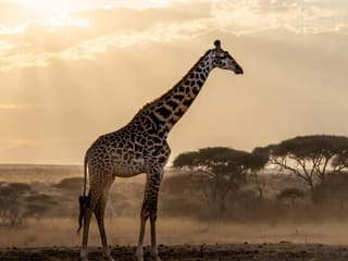 An adult giraffe standing in profile on open savanna, its long neck raised, with acacia trees behind it