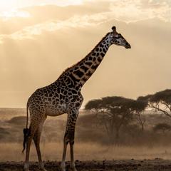 An adult giraffe standing in profile on open savanna, its long neck raised, with acacia trees behind it