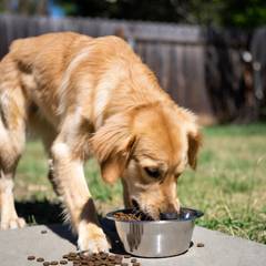 Golden Retriever eating from a slow-feeder bowl of kibble
