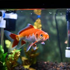 Goldfish in a large planted aquarium with visible filtration equipment