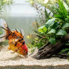 Goldfish Enrichment Guide