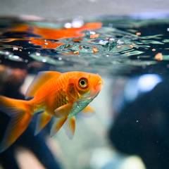 Fancy goldfish eating a sinking pellet near the bottom of a well-planted tank