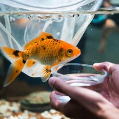 Goldfish being guided into a container of tank water instead of being lifted by hand