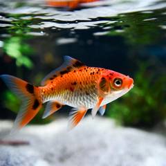 Goldfish in a clean, well filtered tank showing healthy color and fins