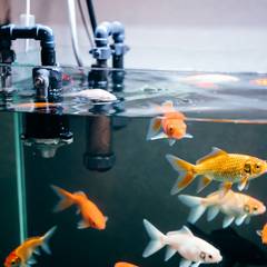 Large goldfish tank with visible filtration equipment and open swimming space
