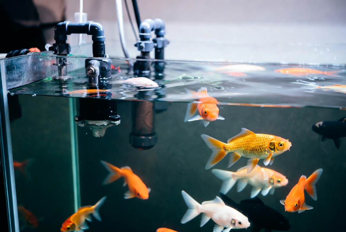 Large goldfish tank with visible filtration equipment and open swimming space