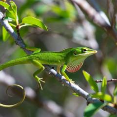 Green anole perched on a leafy branch inside a tall terrarium