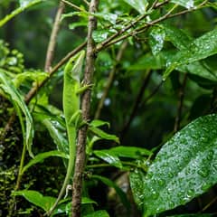 A green anole perched on a thin branch among broad leaves in a planted terrarium