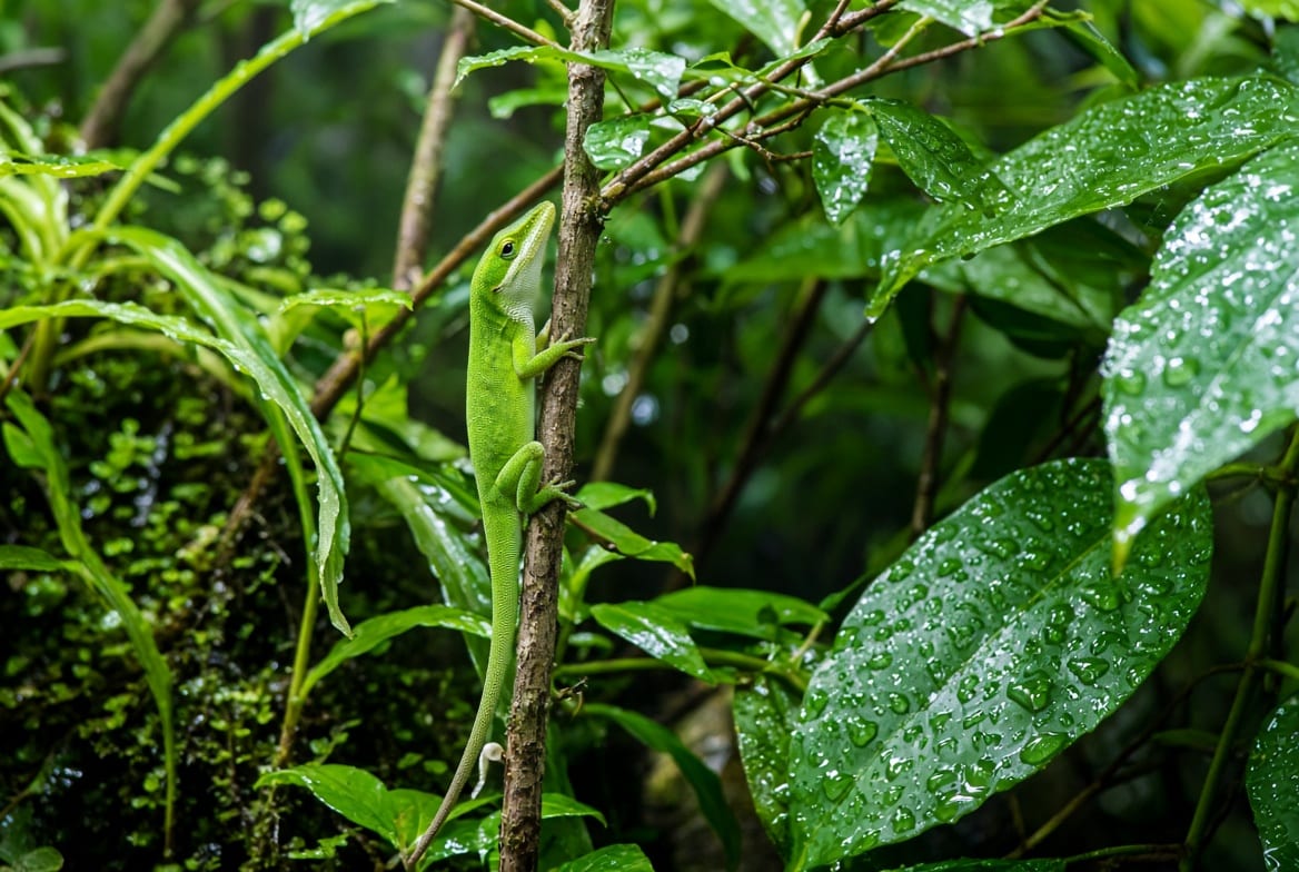 A green anole perched on a thin branch among broad leaves in a planted terrarium
