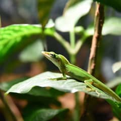 Green anole perched on a leafy branch inside a tall terrarium