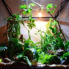 Green anole perched on a leafy branch inside a tall terrarium
