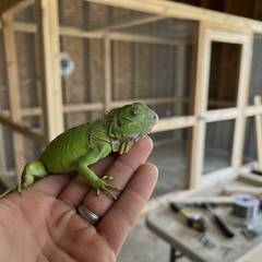 Green iguana hatchling beside a custom-built walk-in enclosure under construction